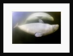 Beluga Whale, Hudson Bay, Canada by Anonymous