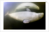 Beluga Whale, Hudson Bay, Canada by Anonymous