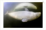 Beluga Whale, Hudson Bay, Canada by Anonymous