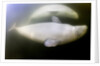 Beluga Whale, Hudson Bay, Canada by Anonymous