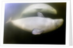 Beluga Whale, Hudson Bay, Canada by Anonymous