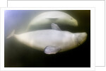 Beluga Whale, Hudson Bay, Canada by Anonymous
