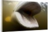 Beluga Whale, Hudson Bay, Canada by Anonymous