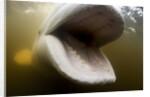 Beluga Whale, Hudson Bay, Canada by Anonymous