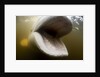 Beluga Whale, Hudson Bay, Canada by Anonymous