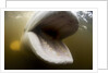 Beluga Whale, Hudson Bay, Canada by Anonymous