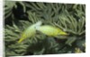 Pair of Longnose Filefish by Anonymous