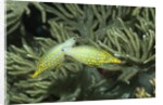 Pair of Longnose Filefish by Anonymous