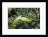 Pair of Longnose Filefish by Anonymous
