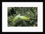 Pair of Longnose Filefish by Anonymous