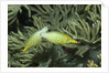 Pair of Longnose Filefish by Anonymous
