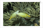 Pair of Longnose Filefish by Anonymous