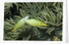 Pair of Longnose Filefish by Anonymous