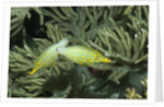 Pair of Longnose Filefish by Anonymous