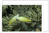 Pair of Longnose Filefish by Anonymous