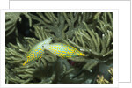 Pair of Longnose Filefish by Anonymous