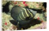 Pacific Sailfin Tang by Anonymous