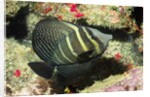 Pacific Sailfin Tang by Anonymous