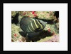 Pacific Sailfin Tang by Anonymous