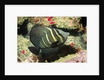 Pacific Sailfin Tang by Anonymous