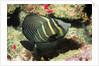 Pacific Sailfin Tang by Anonymous