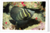 Pacific Sailfin Tang by Anonymous