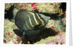 Pacific Sailfin Tang by Anonymous