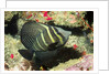 Pacific Sailfin Tang by Anonymous