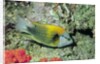 Slingjaw Wrasse by Anonymous