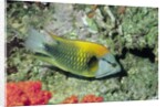 Slingjaw Wrasse by Anonymous