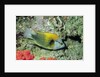 Slingjaw Wrasse by Anonymous