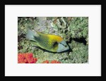 Slingjaw Wrasse by Anonymous