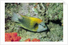 Slingjaw Wrasse by Anonymous