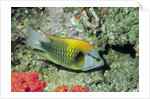 Slingjaw Wrasse by Anonymous