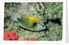 Slingjaw Wrasse by Anonymous