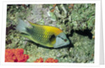 Slingjaw Wrasse by Anonymous