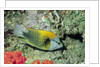 Slingjaw Wrasse by Anonymous
