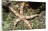 Warty Sea Star by Anonymous