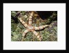 Warty Sea Star by Anonymous