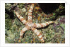 Warty Sea Star by Anonymous