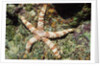 Warty Sea Star by Anonymous