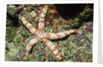 Warty Sea Star by Anonymous
