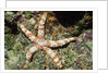 Warty Sea Star by Anonymous