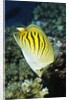 Dot & Dash Butterflyfish by Anonymous