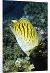 Dot & Dash Butterflyfish by Anonymous