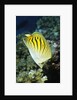 Dot & Dash Butterflyfish by Anonymous