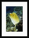 Dot & Dash Butterflyfish by Anonymous