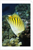Dot & Dash Butterflyfish by Anonymous