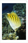 Dot & Dash Butterflyfish by Anonymous