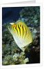 Dot & Dash Butterflyfish by Anonymous